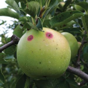 Pomme infeste par le ver du carpocapse dans un verger