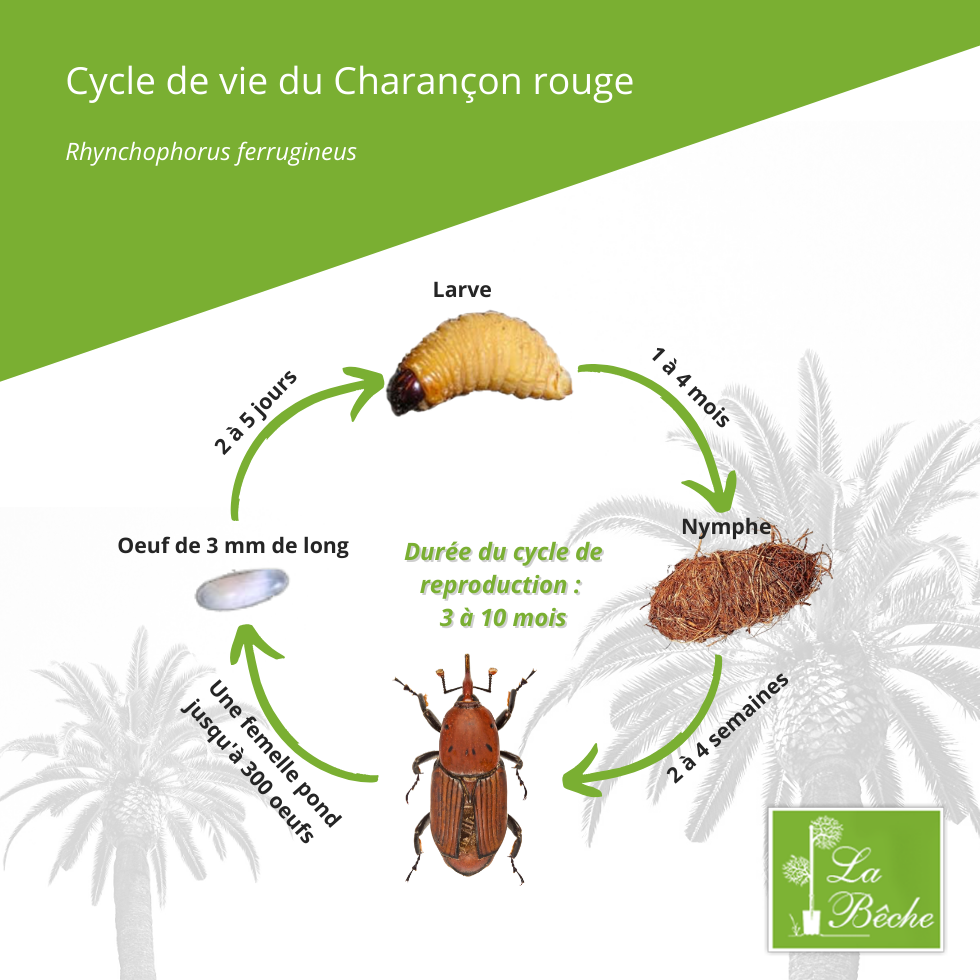 Cycle de vie du Charanon rouge du palmier