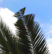 palmes palmier