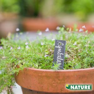 Étiquette à Planter en Ardoise Naturelle - H15 x 3 cm par 5 Nature